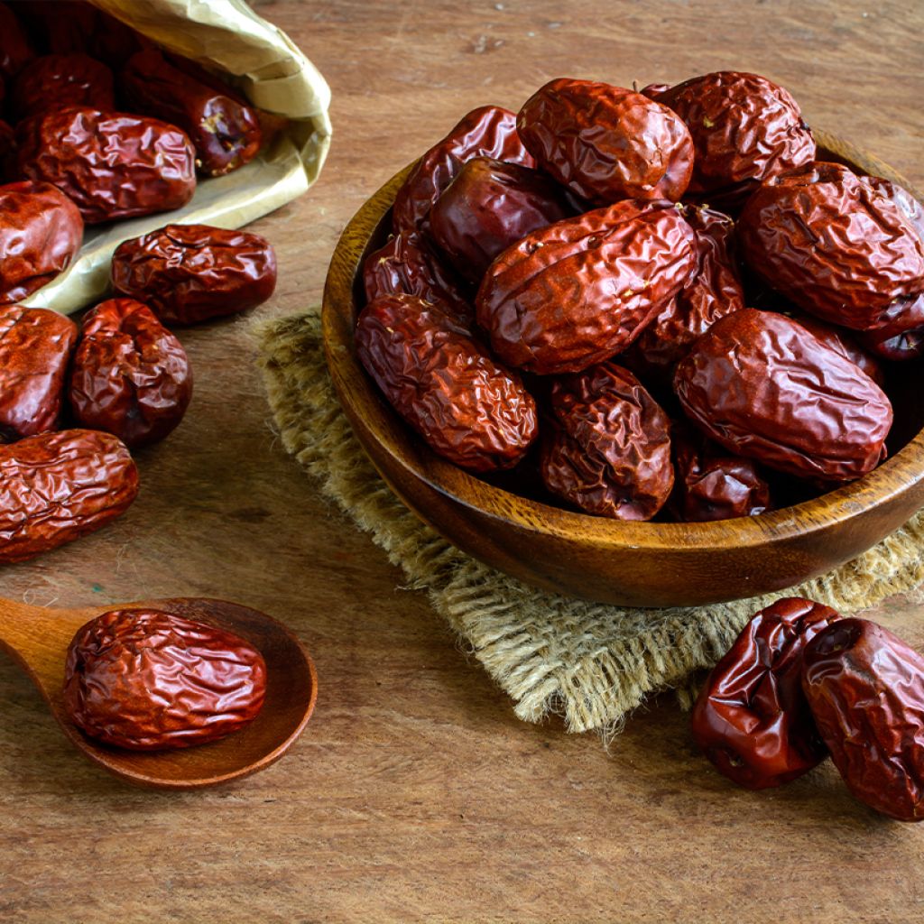 Chinese dadelboom Abundance - Ziziphus jujuba