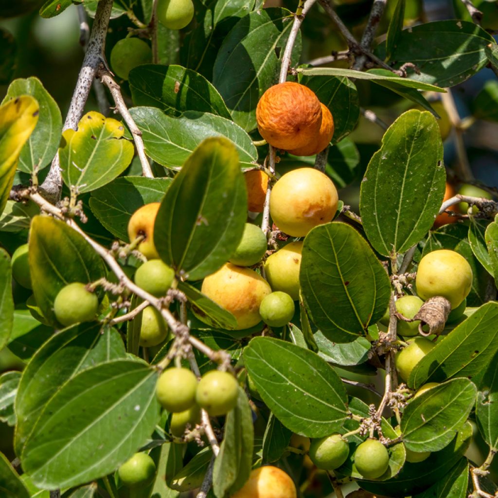 Christusdoorn - Ziziphus spina-christi