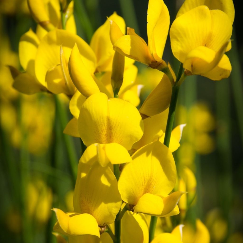 Spartium junceum - Bezemstruik