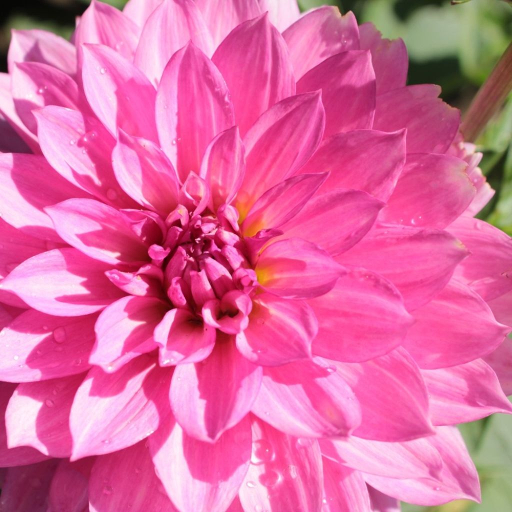 Dahlia Gallery Renoir - dwergdahlia