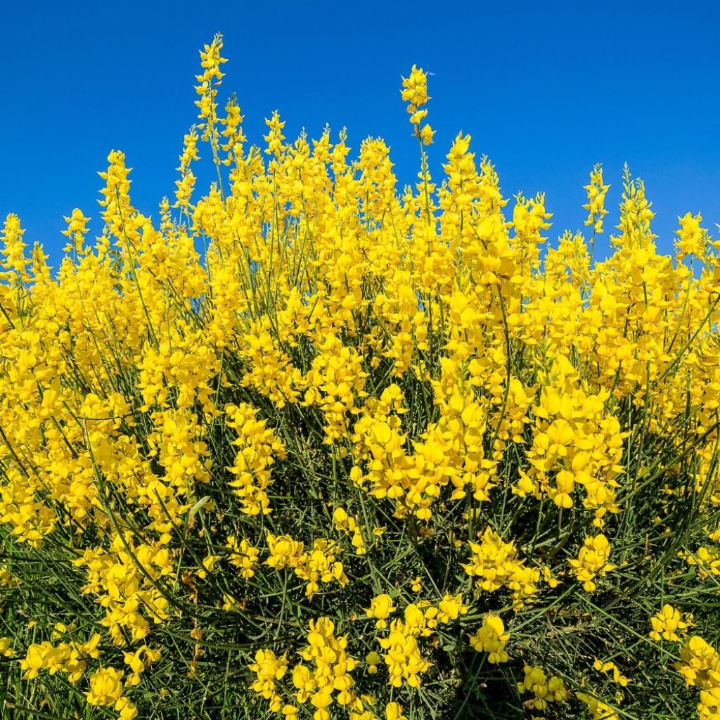 Spartium junceum - Bezemstruik