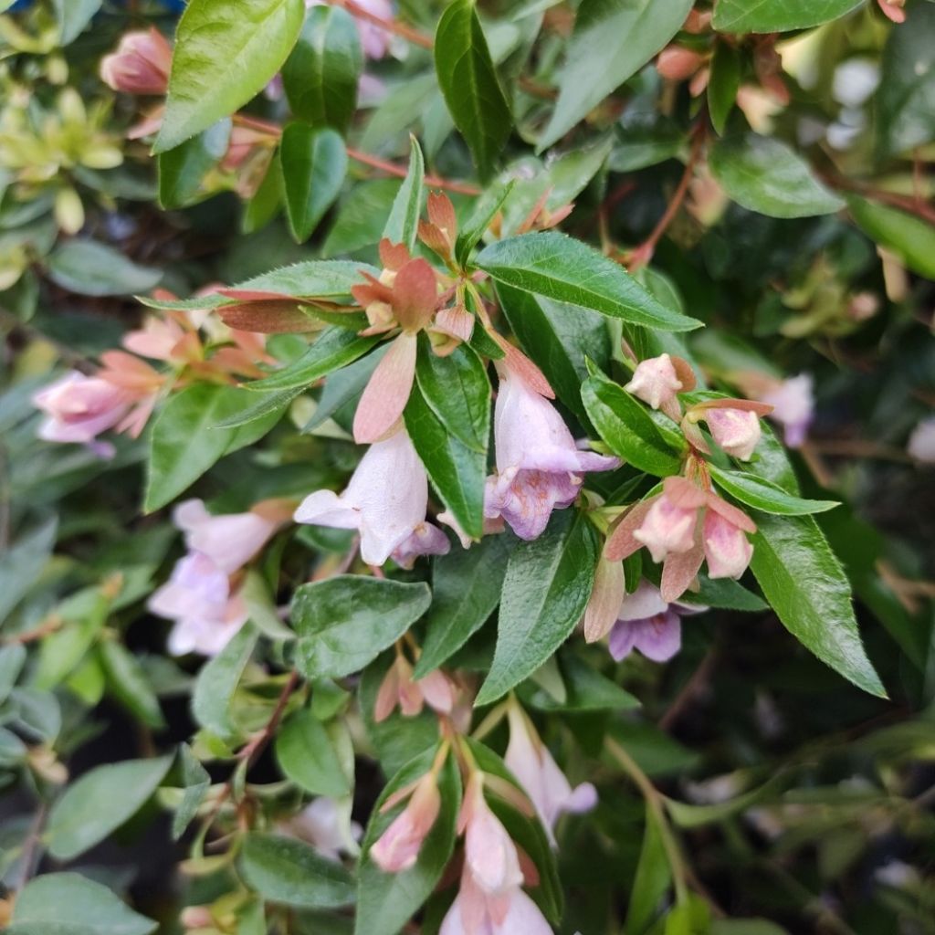 Abelia Edward Goucher - Glanzende abelia