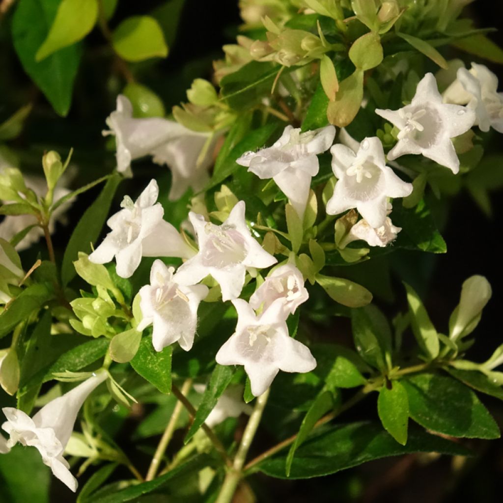 Abelia Caramel Charm - Glanzende abelia