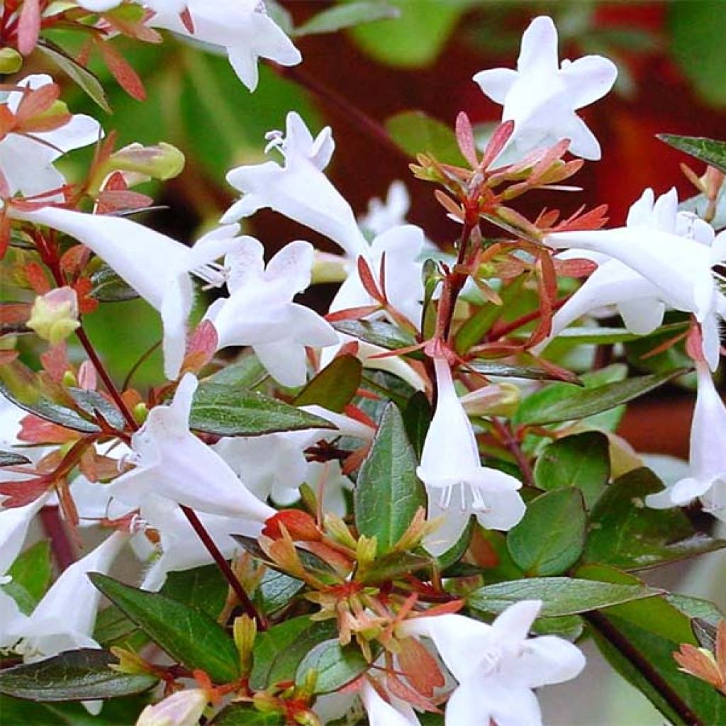 Abelia Kaleidoscope - Glanzende abelia