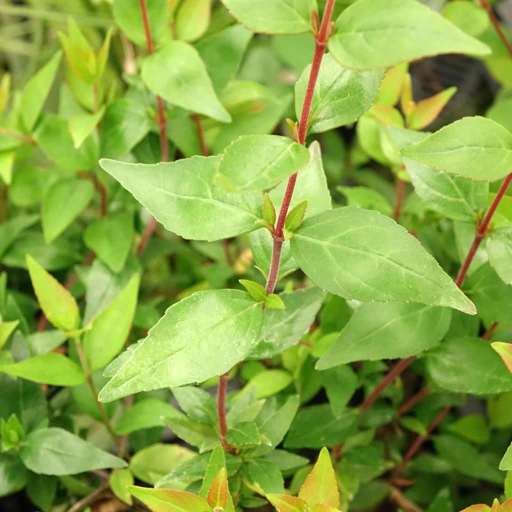 Abelia Prostrata - Glanzende abelia