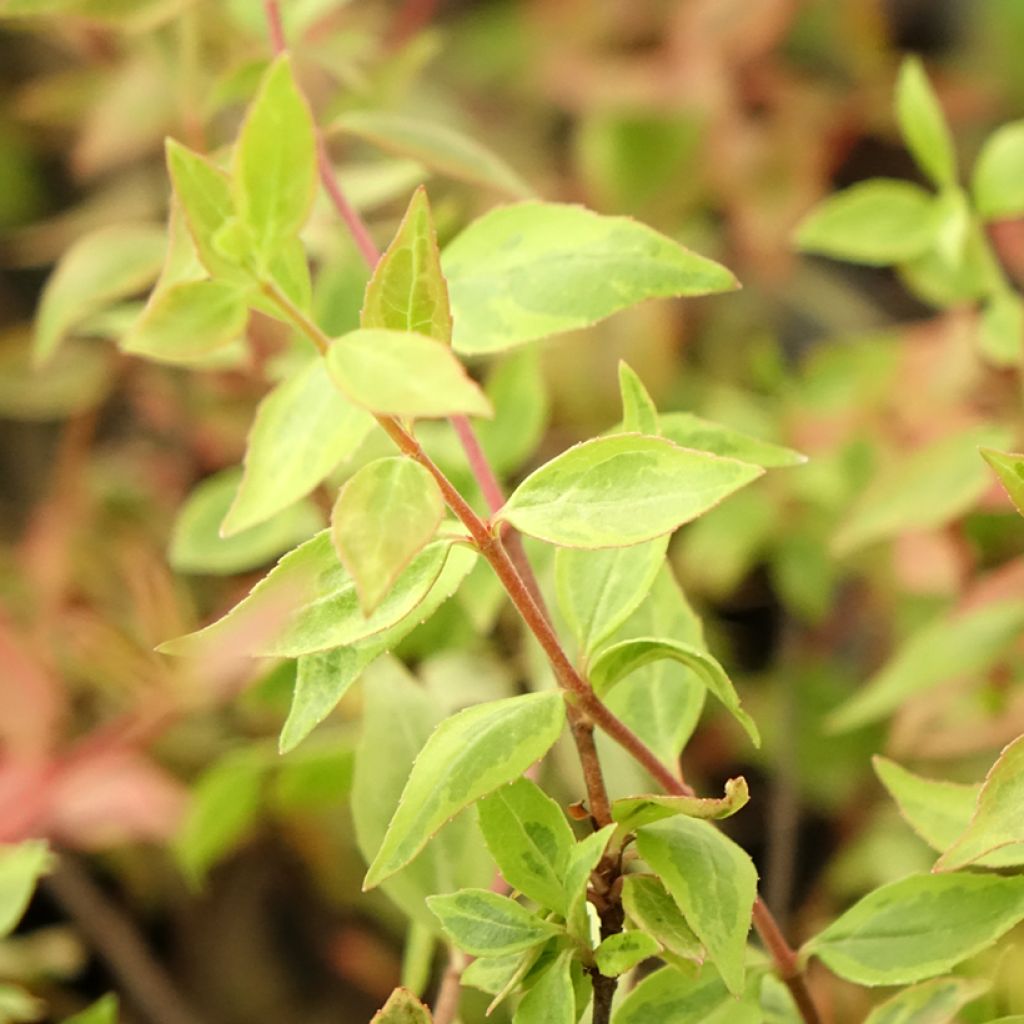 Abelia Sunshine Daydream - Glanzende abelia