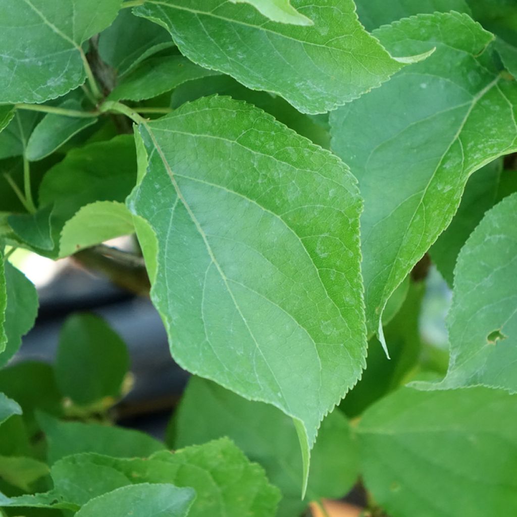 Dwergabrikozenboom Nanum