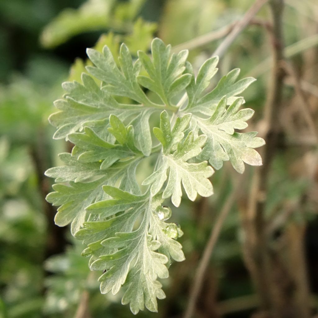 Absintalsem - Artemisia absinthium