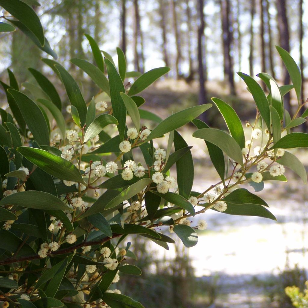 Acacia melanoxylon - Mimosa