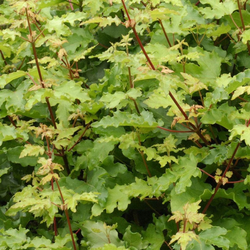Acer campestre Nanum - Dwergveldesdoorn