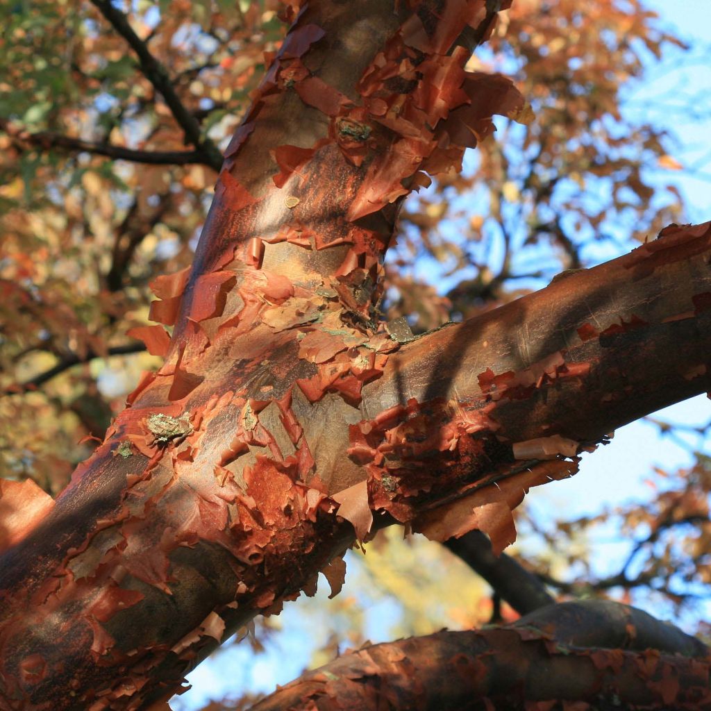 Acer griseum - papieresdoorn