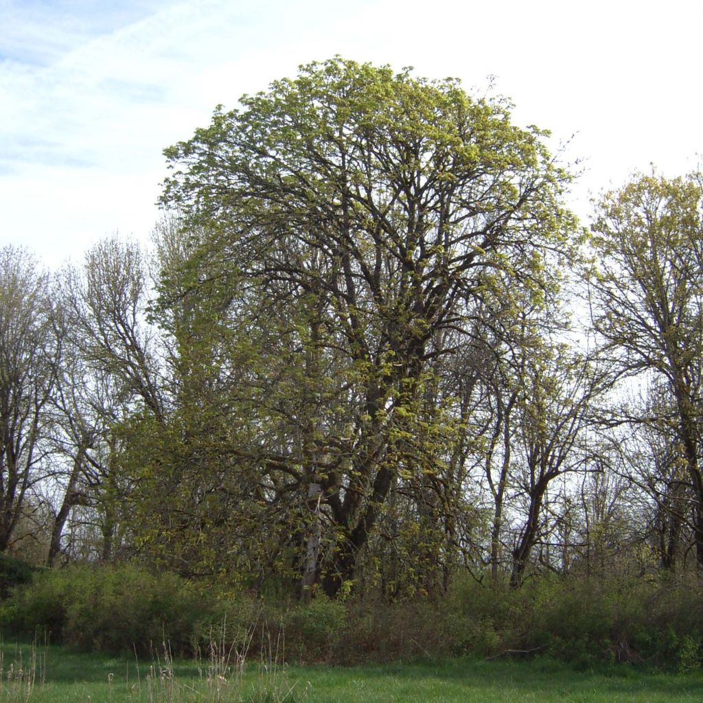 Acer macrophyllum - Grootbladige esdoorn
