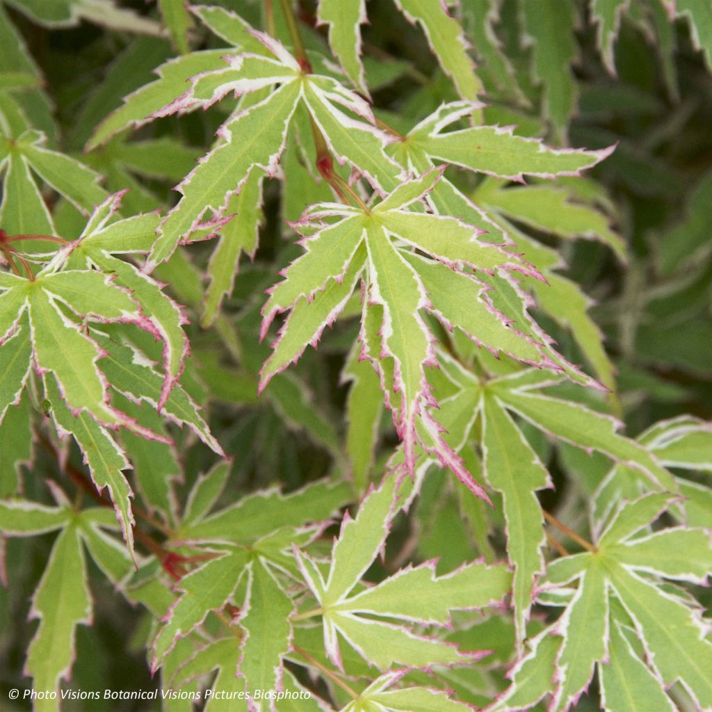Acer palmatum Butterfly - Japanse esdoorn