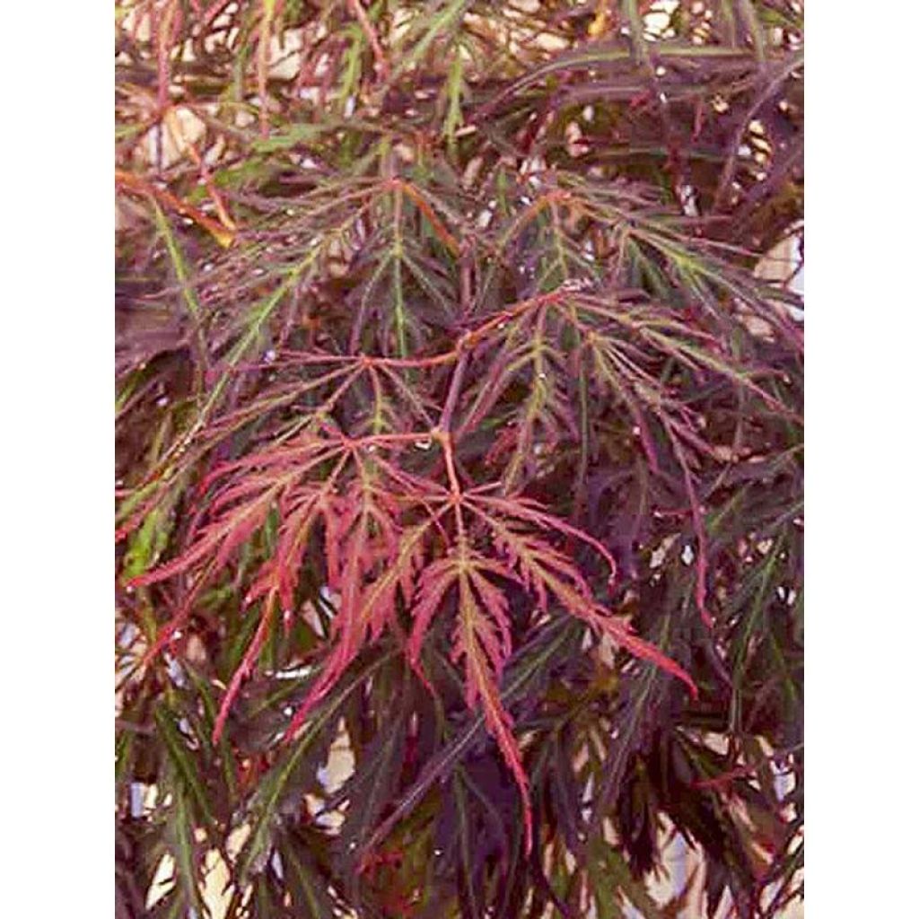 Acer palmatum Crimson Princess - Japanse esdoorn