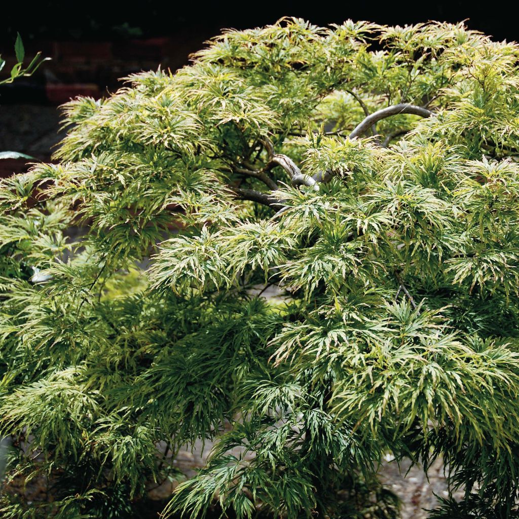 Acer palmatum Dissectum - Japanse esdoorn