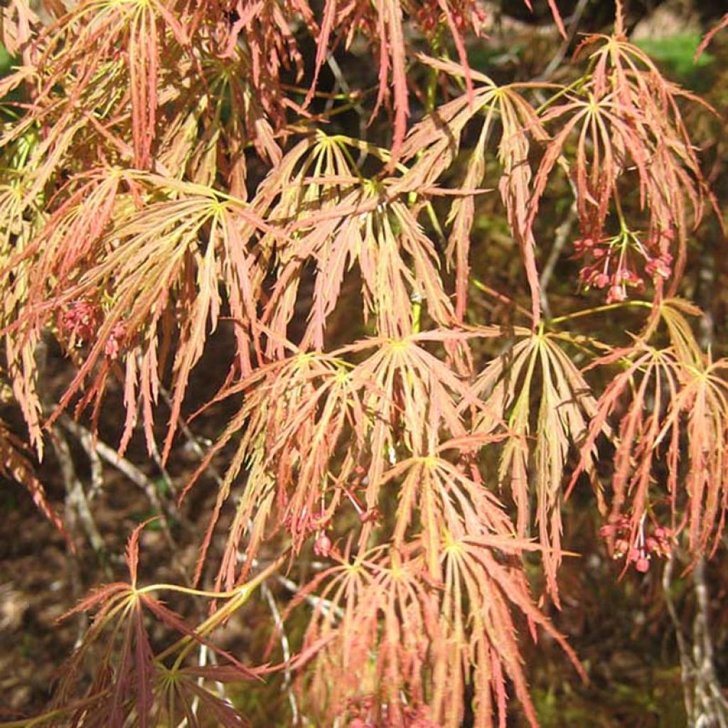Acer palmatum Dissectum - Japanse esdoorn
