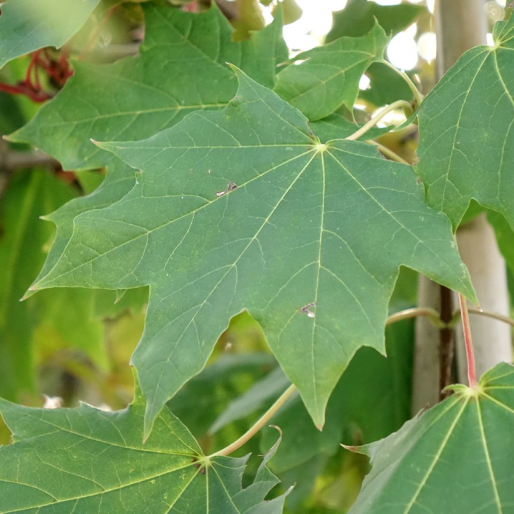 Acer platanoides Maculatum - Bontbladige Noorse esdoorn