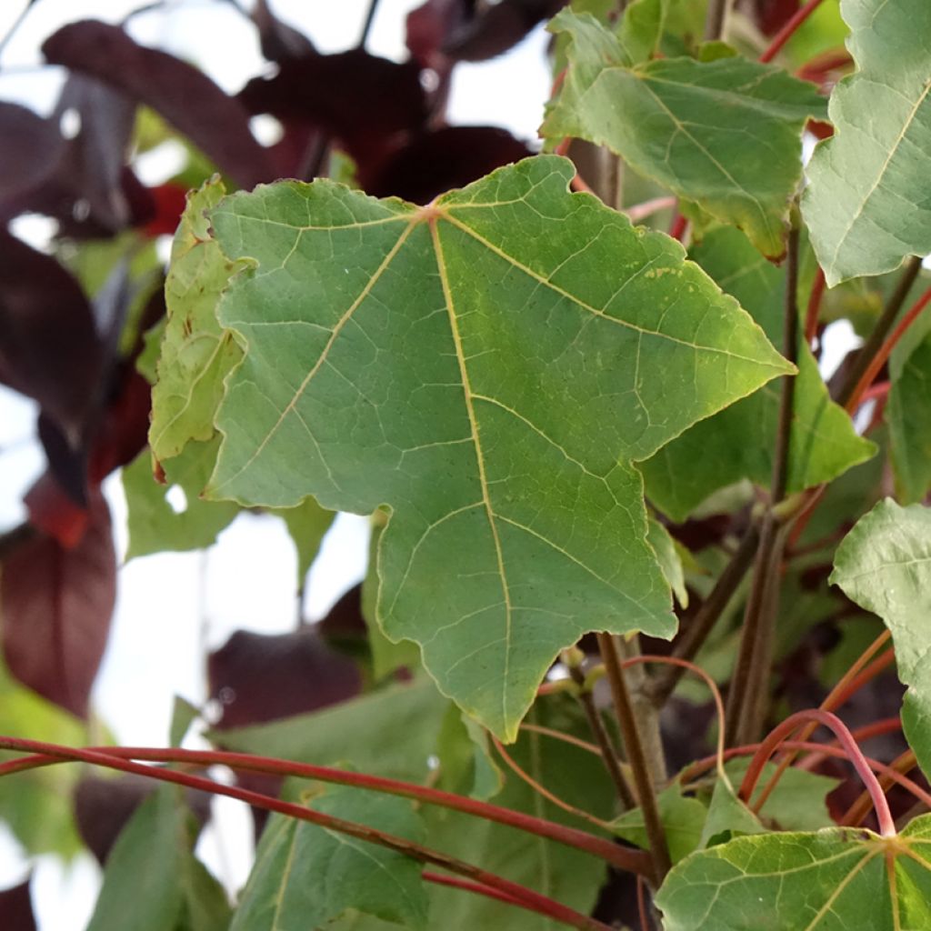 Acer platanoides Stollii - Noorse esdoorn