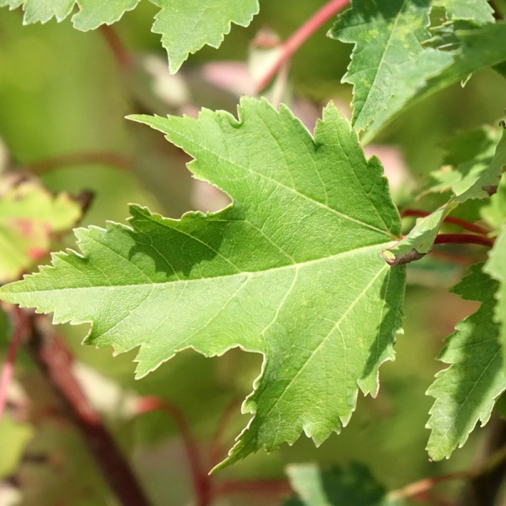 Acer rubrum Armstrong Gold - Rode esdoorn
