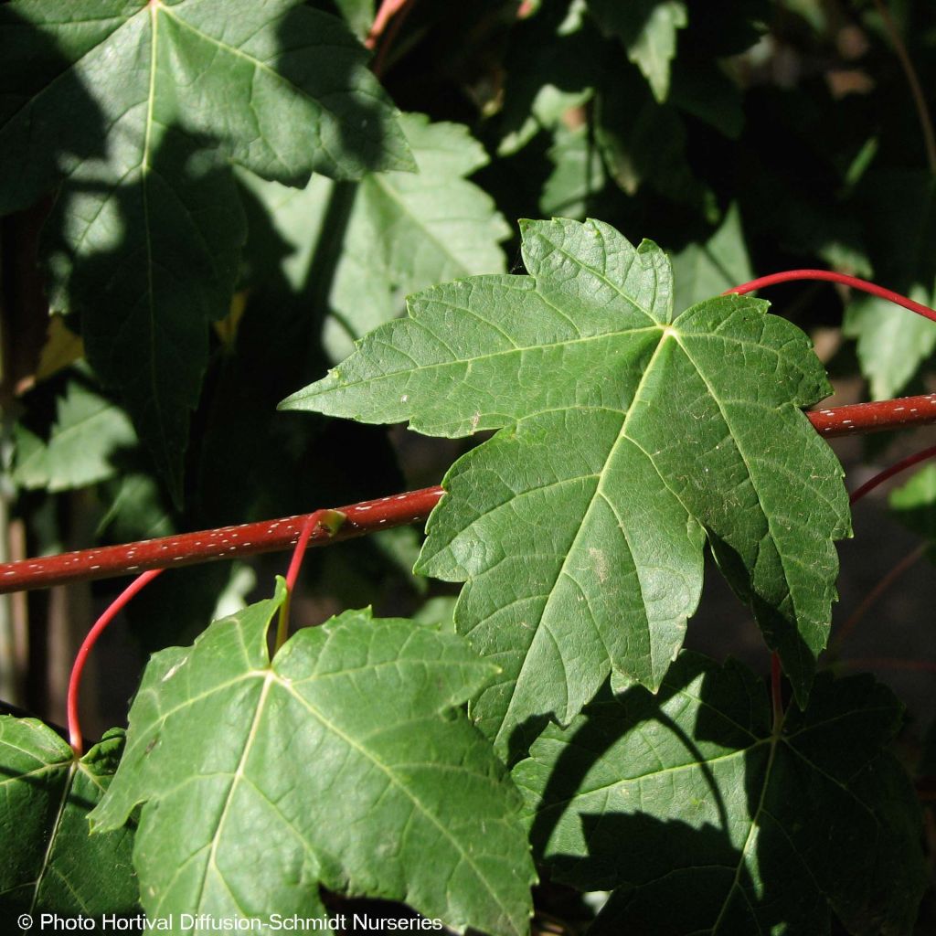 Acer rubrum Redpointe - Rode esdoorn