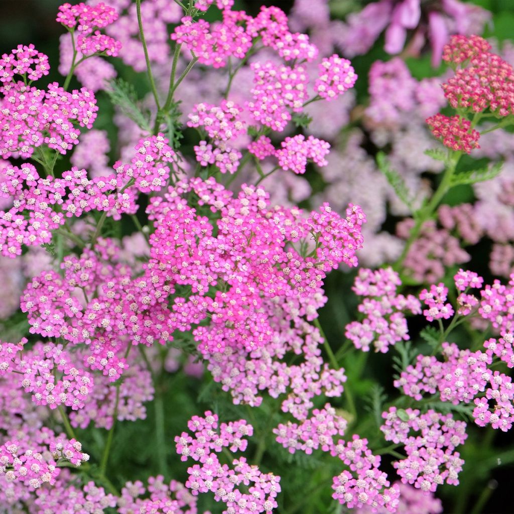 Achillea millefolium Cerise Queen - Duizendblad