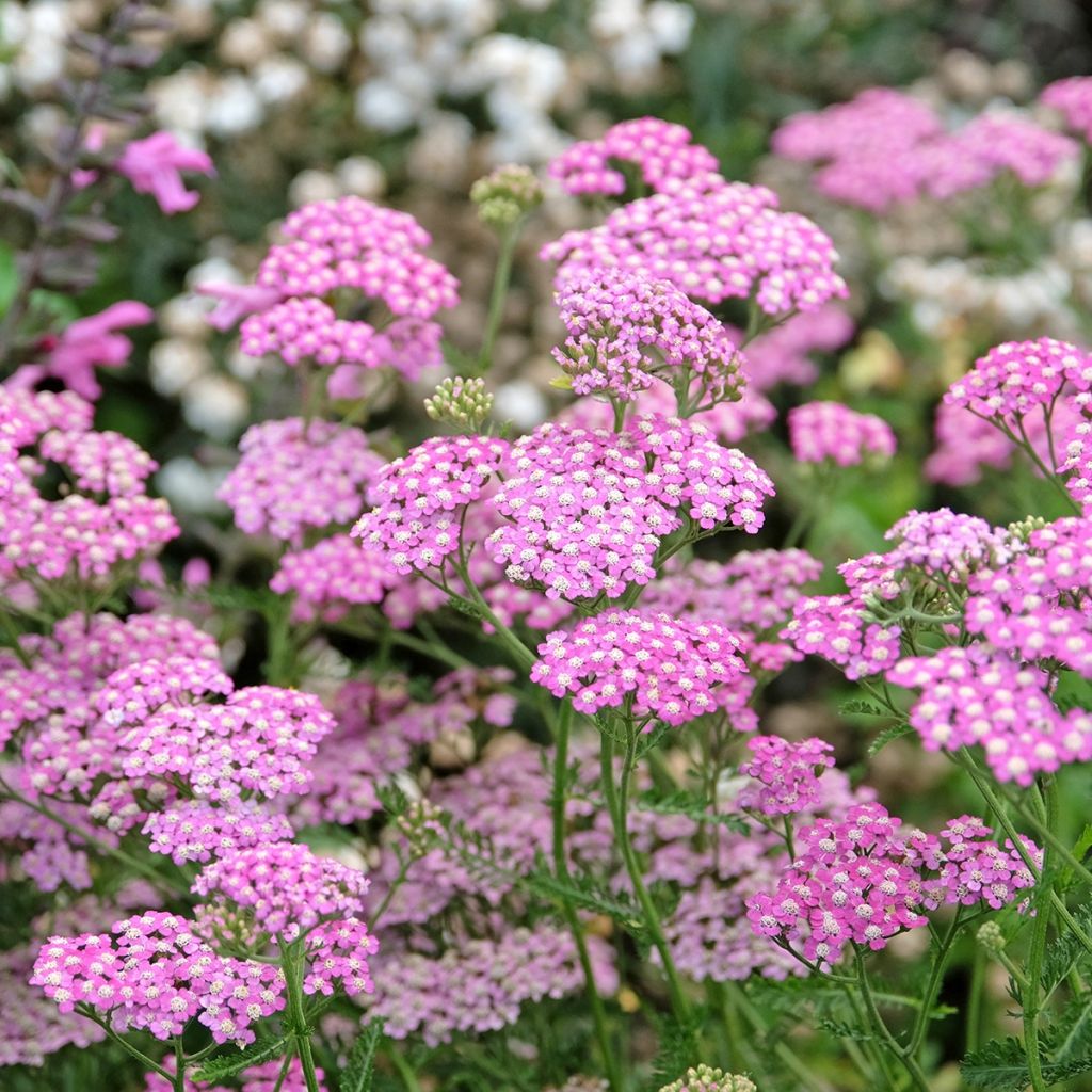Achillea millefolium Cerise Queen - Duizendblad