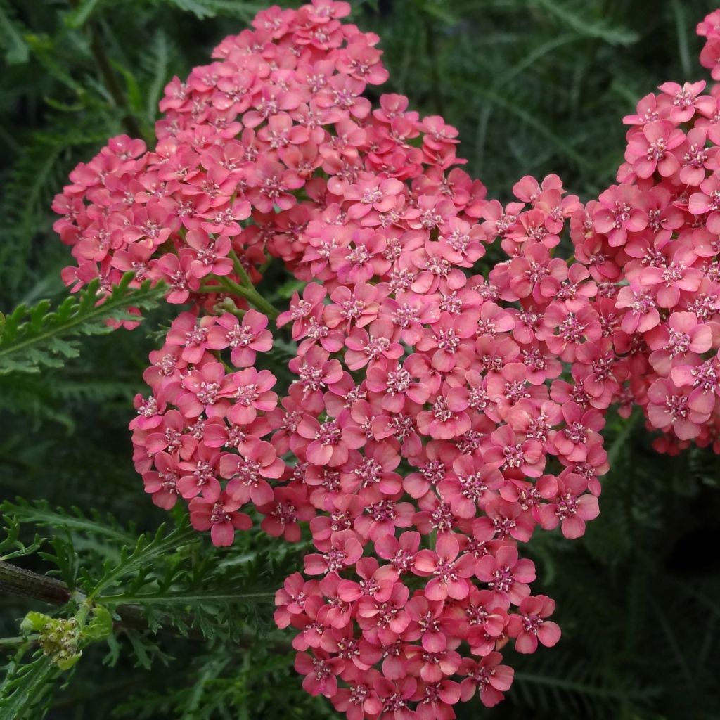 Achillea millefolium Apricot Delight - Duizendblad
