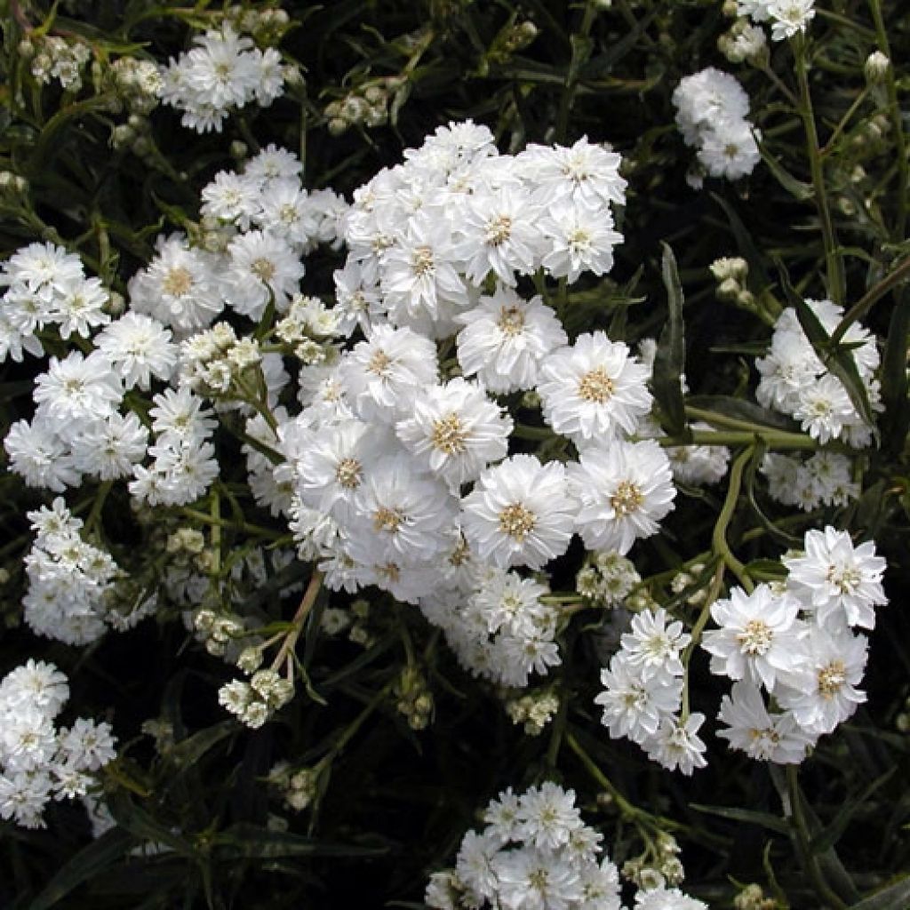 Achillea ptarmica Boule de Neige - Wilde bertram