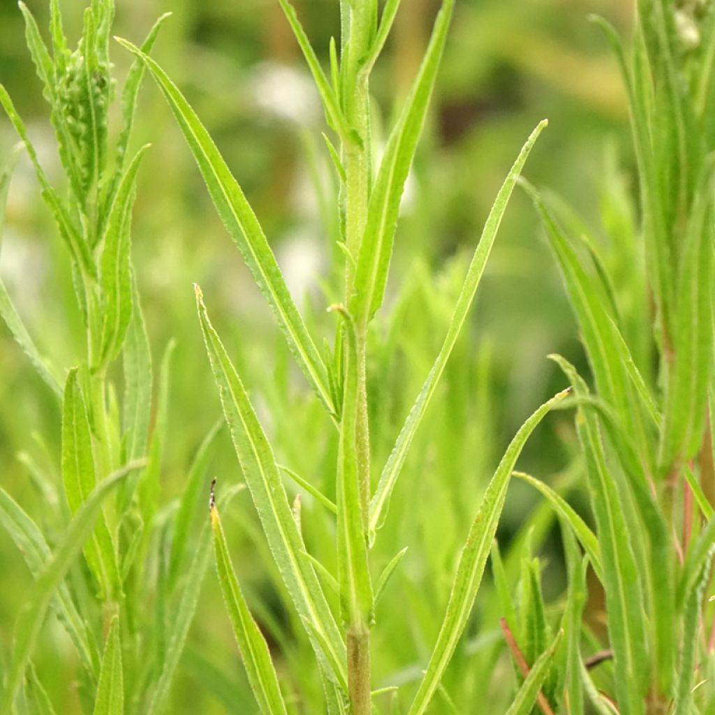 Achillea ptarmica Boule de Neige - Wilde bertram
