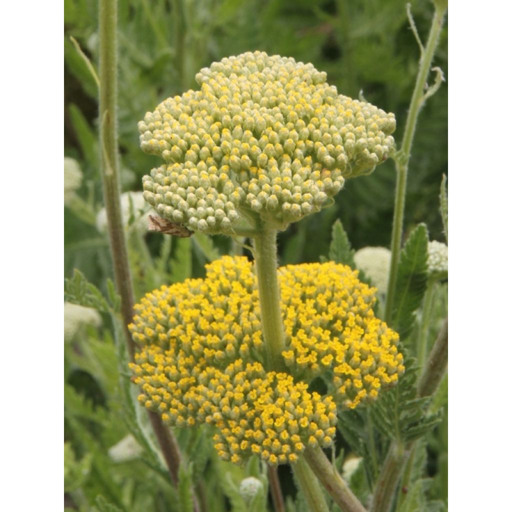 Achillea filipendulina Cloth of Gold - Duizendblad
