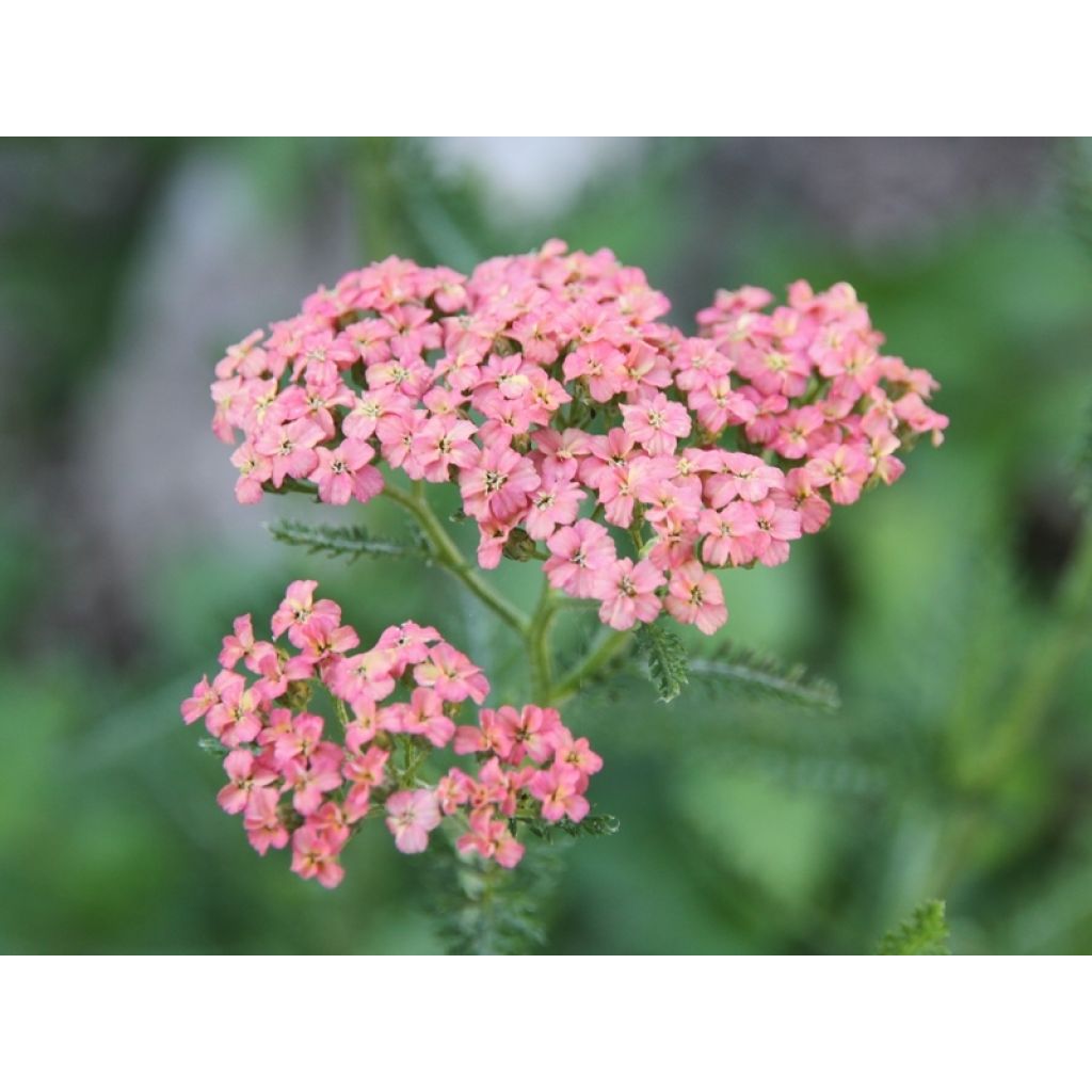 Achillea millefolium Salmon Beauty - Duizendblad