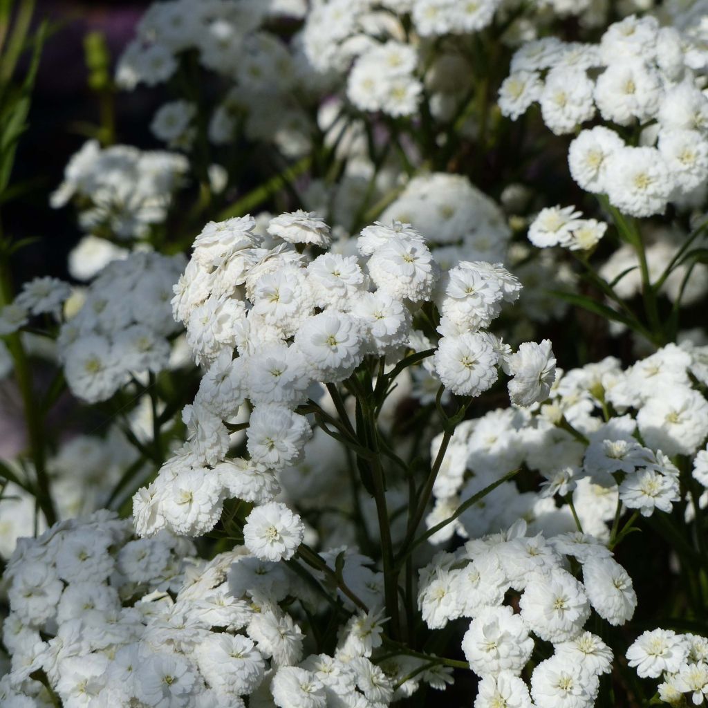 Achillea ptarmica Perry's White - Wilde bertram
