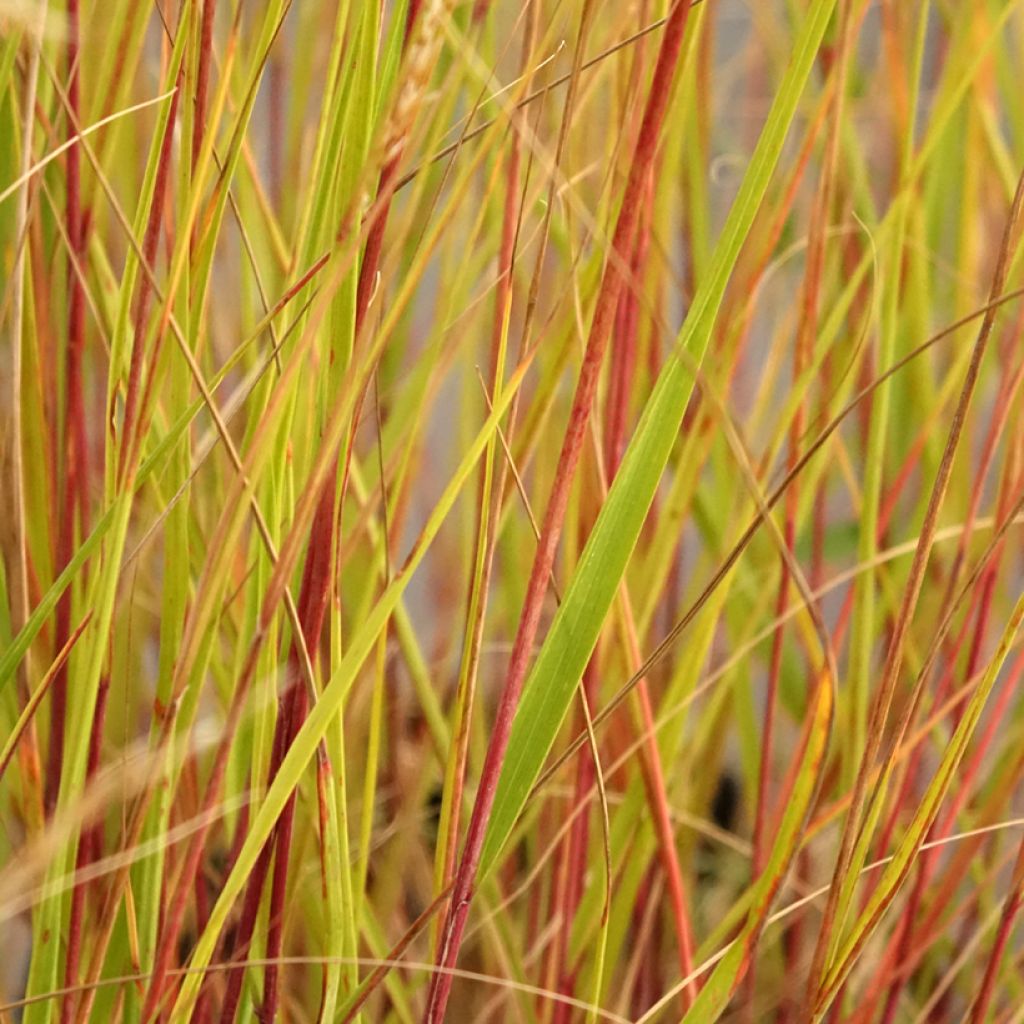 Stipa calamagrostis Allgäu - Diamantgras