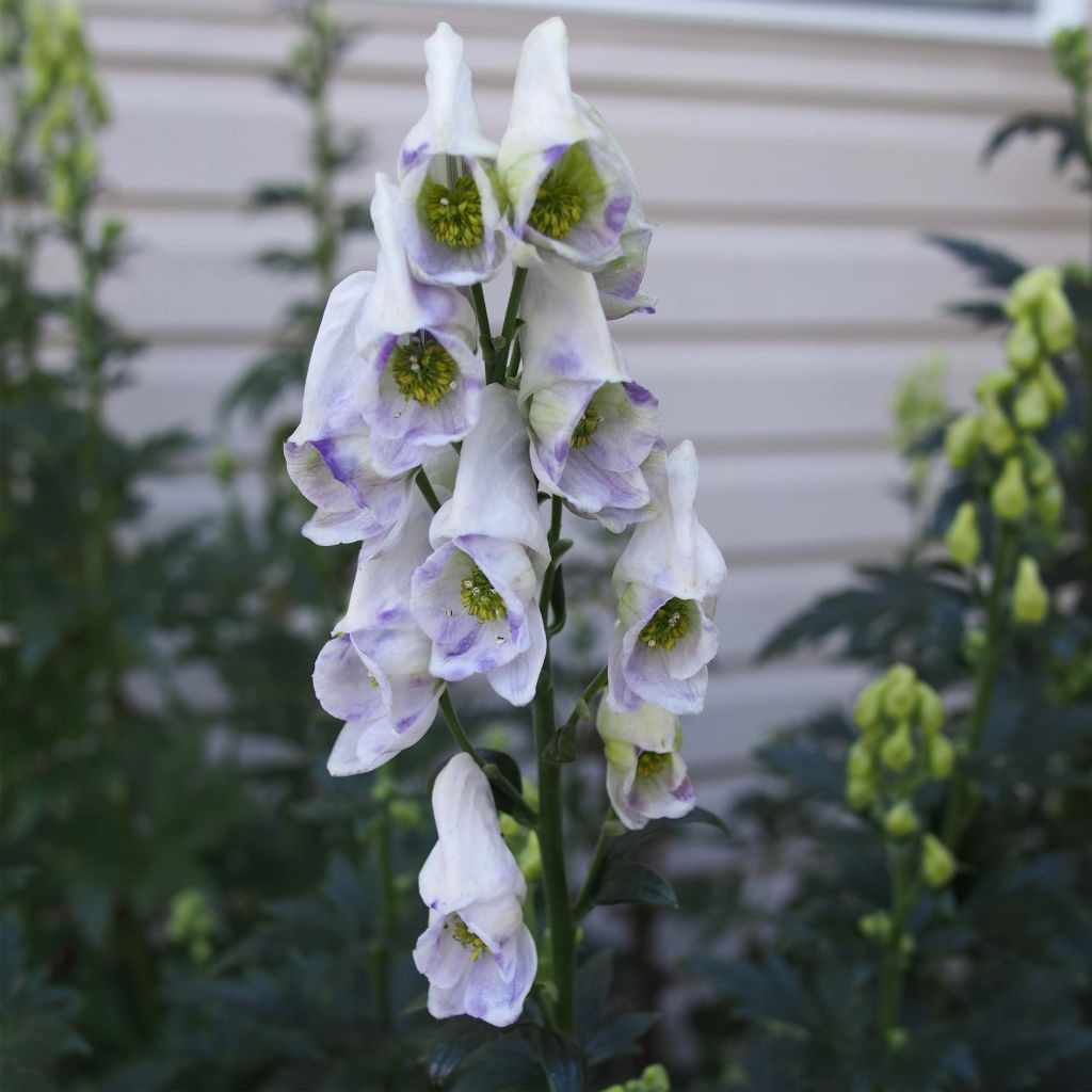 Aconitum carmichaelii Arendsii - Monnikskap