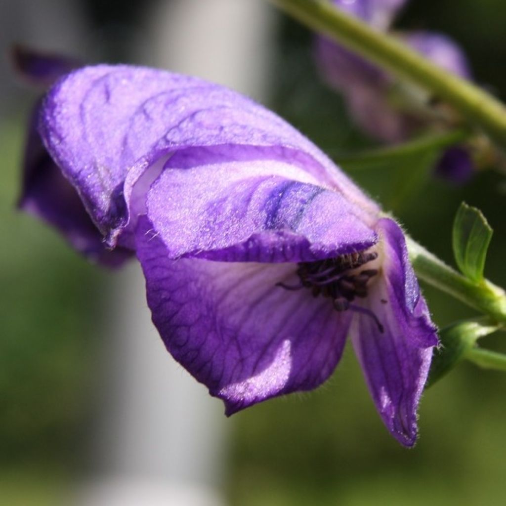 Aconitum napellus Rubellum - Blauwe monnikskap