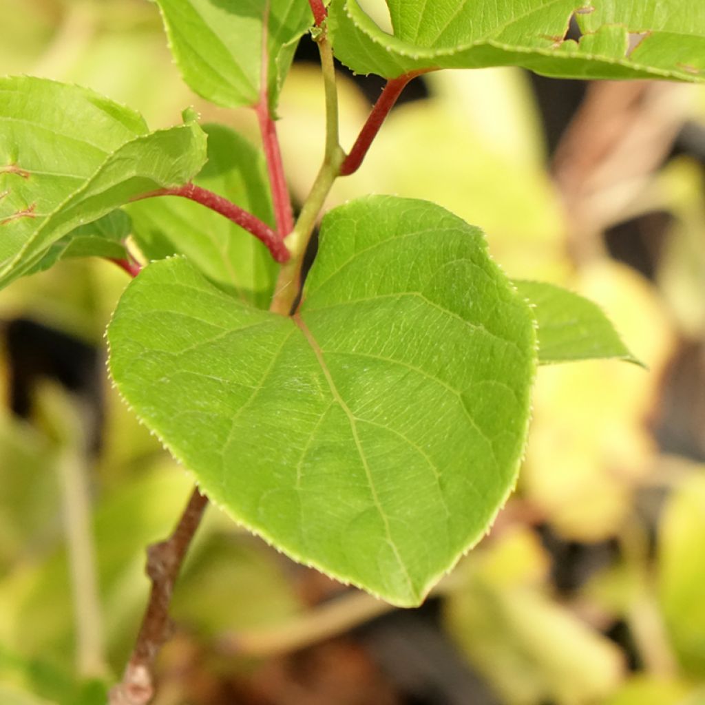 Kiwibes - Actinidia arguta Domino (vrouwelijk)