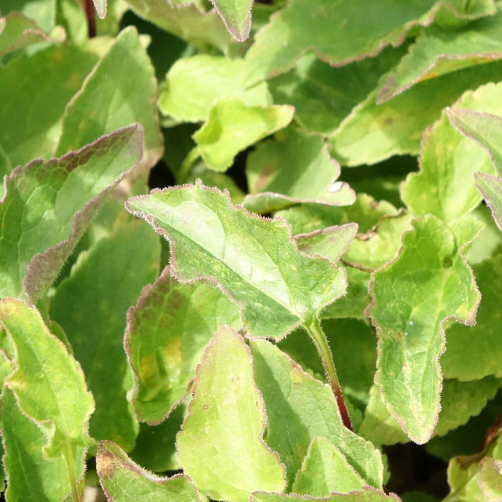 Adenophora confusa Gaudi Violet - Bekerklokje