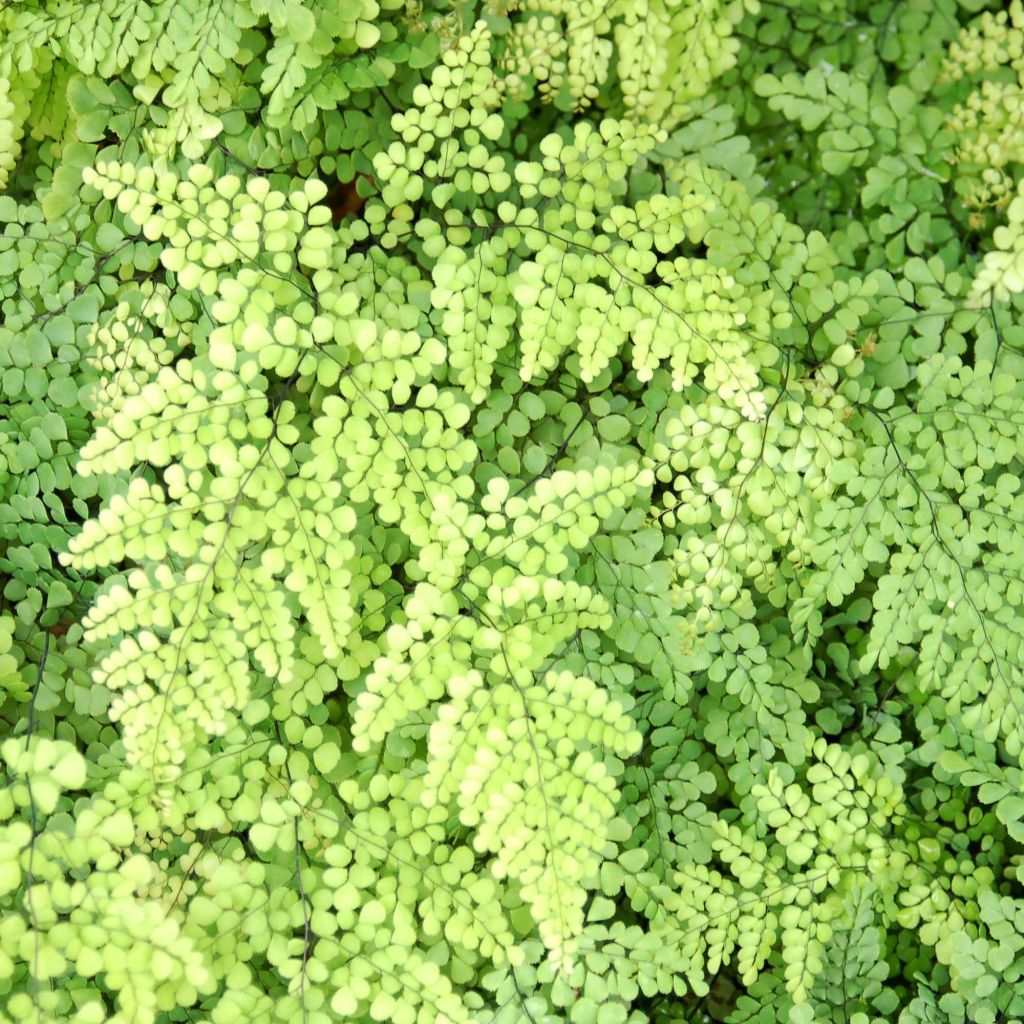 Adiantum venustum - Venushaar