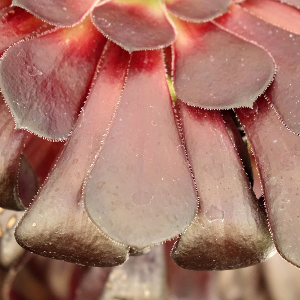Aeonium arboreum var. atropurpureum Schwarzkopf - Zwartkop