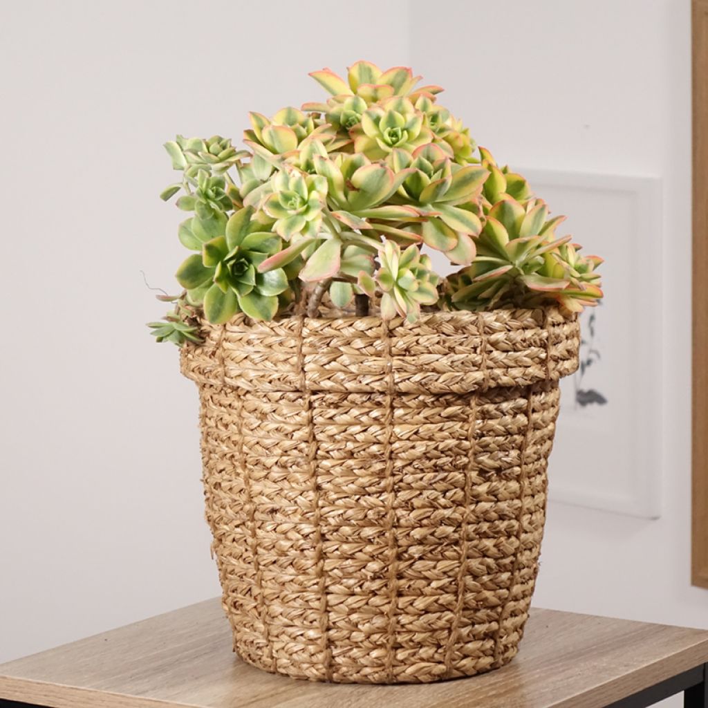 Aeonium Floresens - Huislookboom