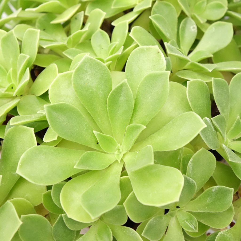 Aeonium Goblin - Boom-aeonium