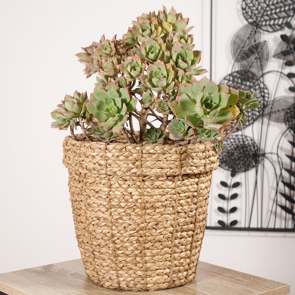 Aeonium Mary Ann Kunkel - Huislookboom