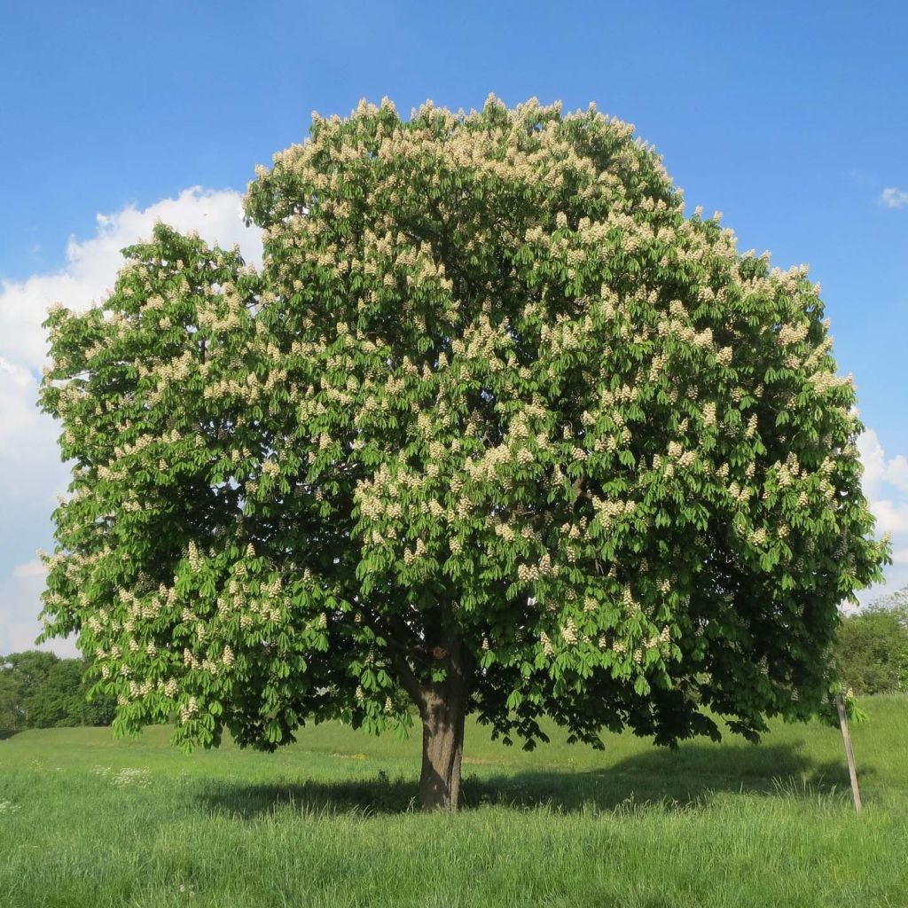 Aesculus hippocastanum - Witte paardenkastanje