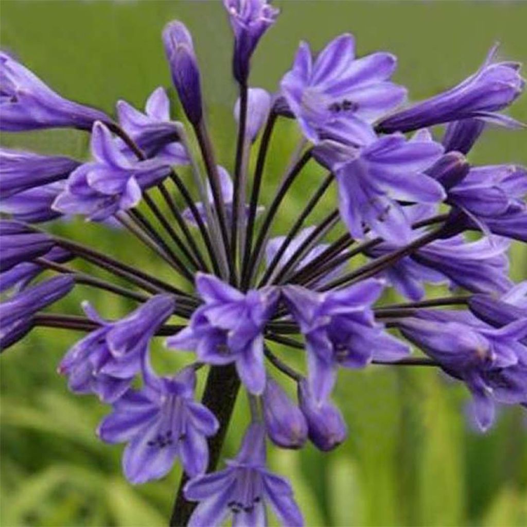 Agapanthus Black Buddhist - Afrikaanse lelie