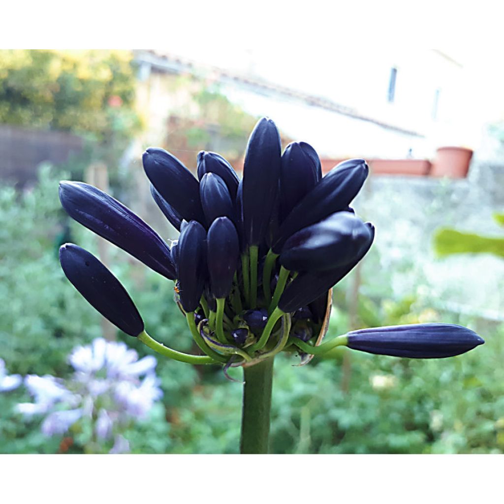 Agapanthus Black Magic - Afrikaanse lelie