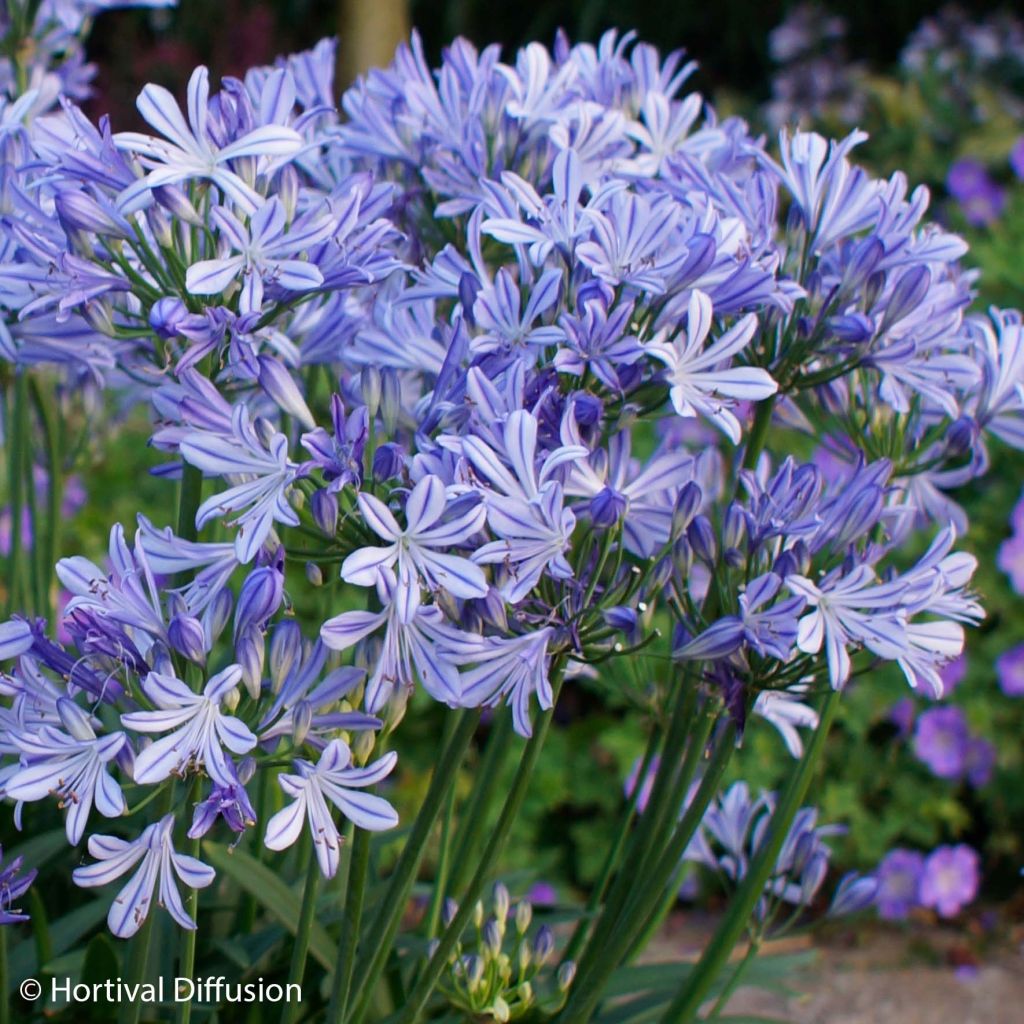 Agapanthus Charlotte - Afrikaanse lelie