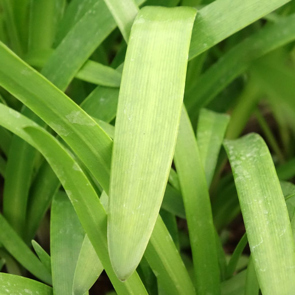 Agapanthus Glacier Stream - Afrikaanse lelie