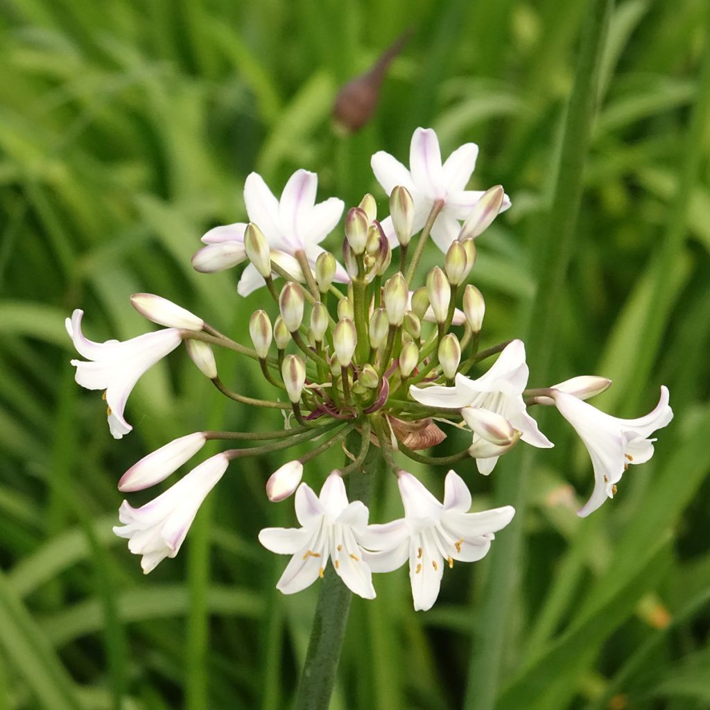 Agapanthus Glacier Stream - Afrikaanse lelie
