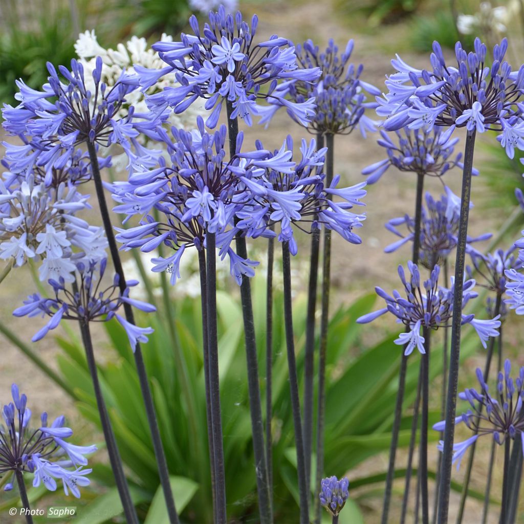 Agapanthus Graphite Blue - Afrikaanse lelie