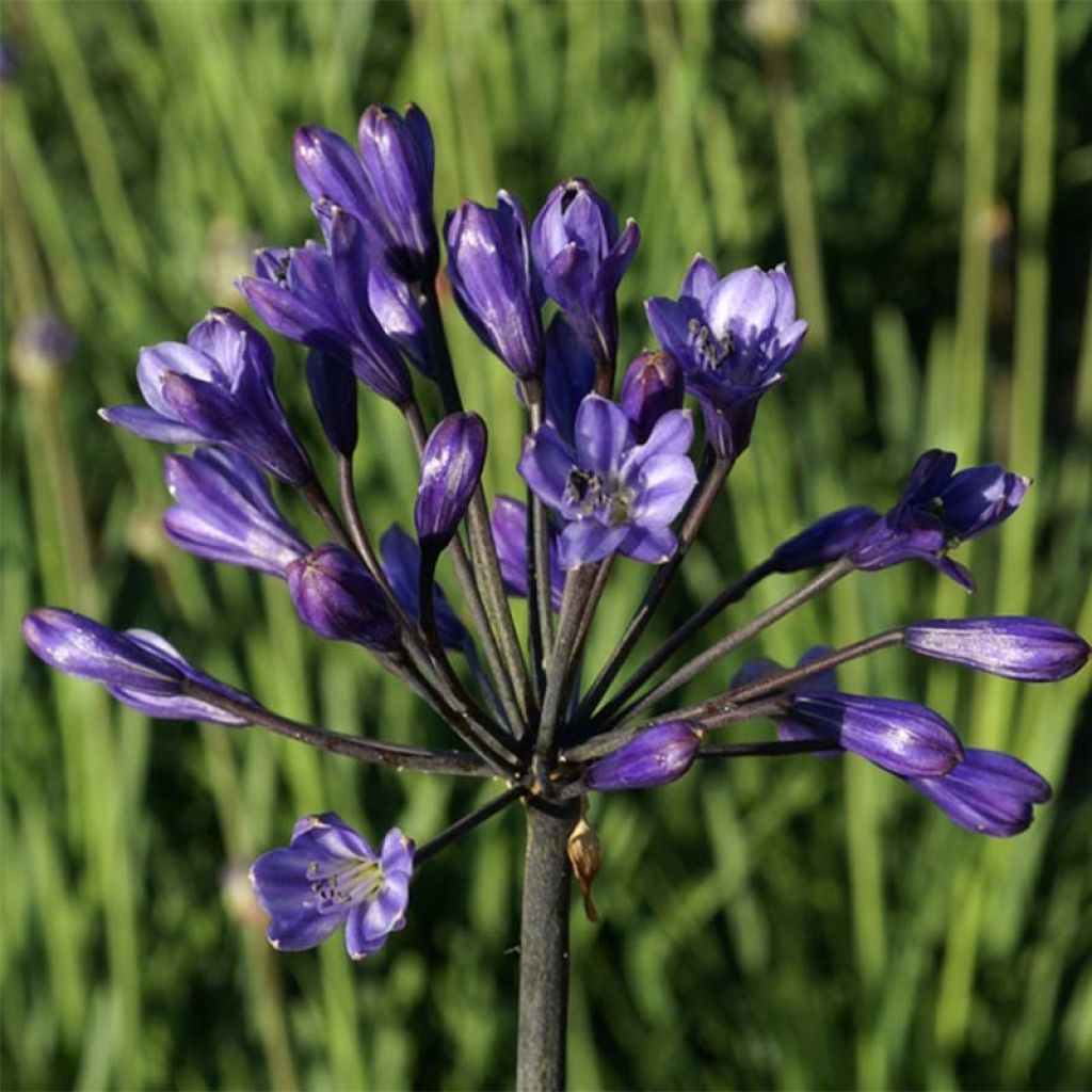 Agapanthus Intermedius - Afrikaanse lelie
